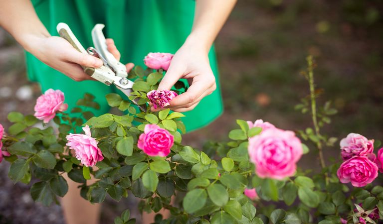 Blumenbeet mit frischen Blumen
